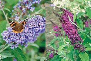 Buzz Series, popular with home gardeners / Miss Series: tall plants that are very prolific - credit: Thompson & Morgan/ Graham Rice